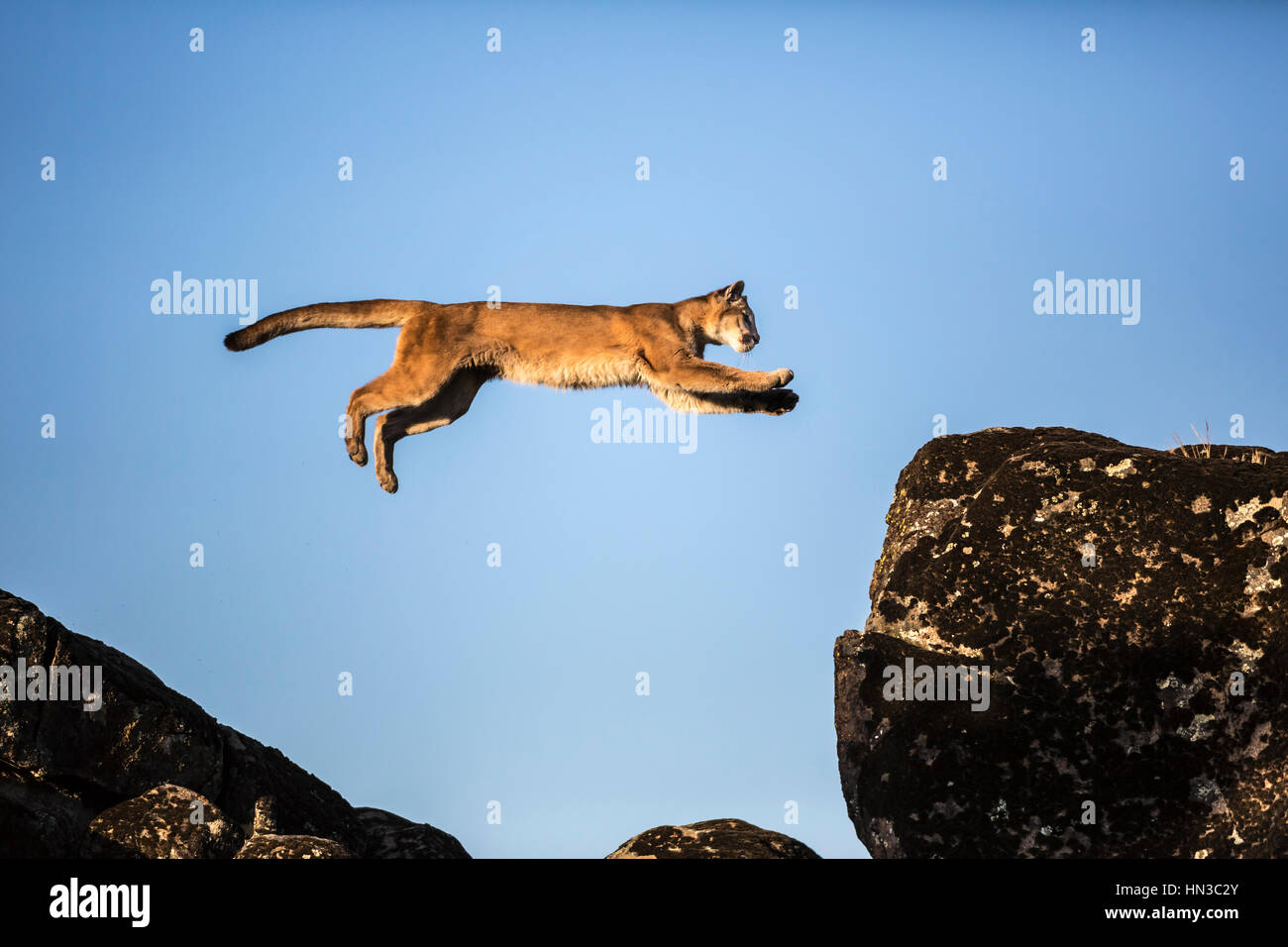 Page 3 - Puma Jumping High Resolution Stock Photography and Images - Alamy