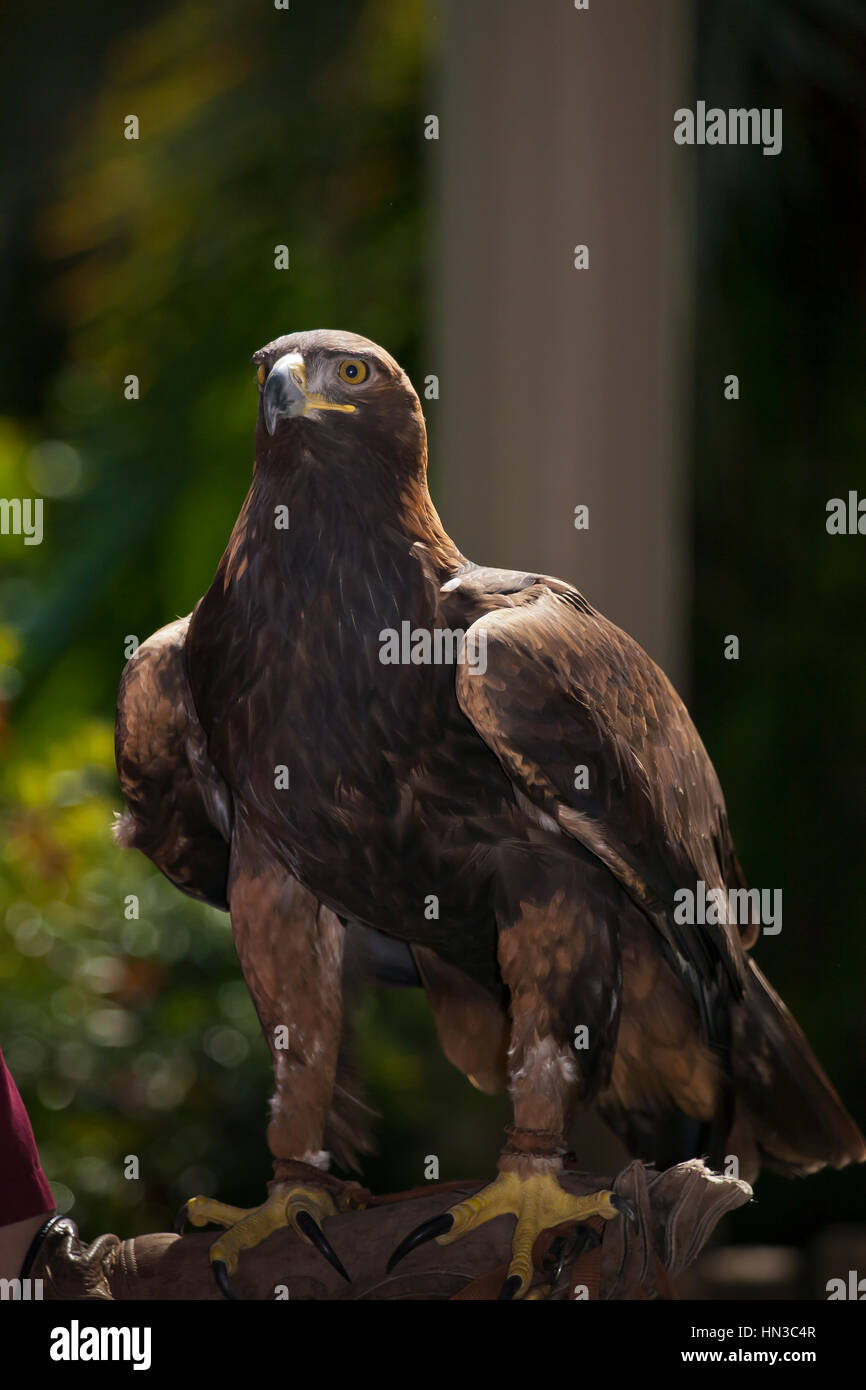 golden eagle on handlers leather glove Stock Photo - Alamy