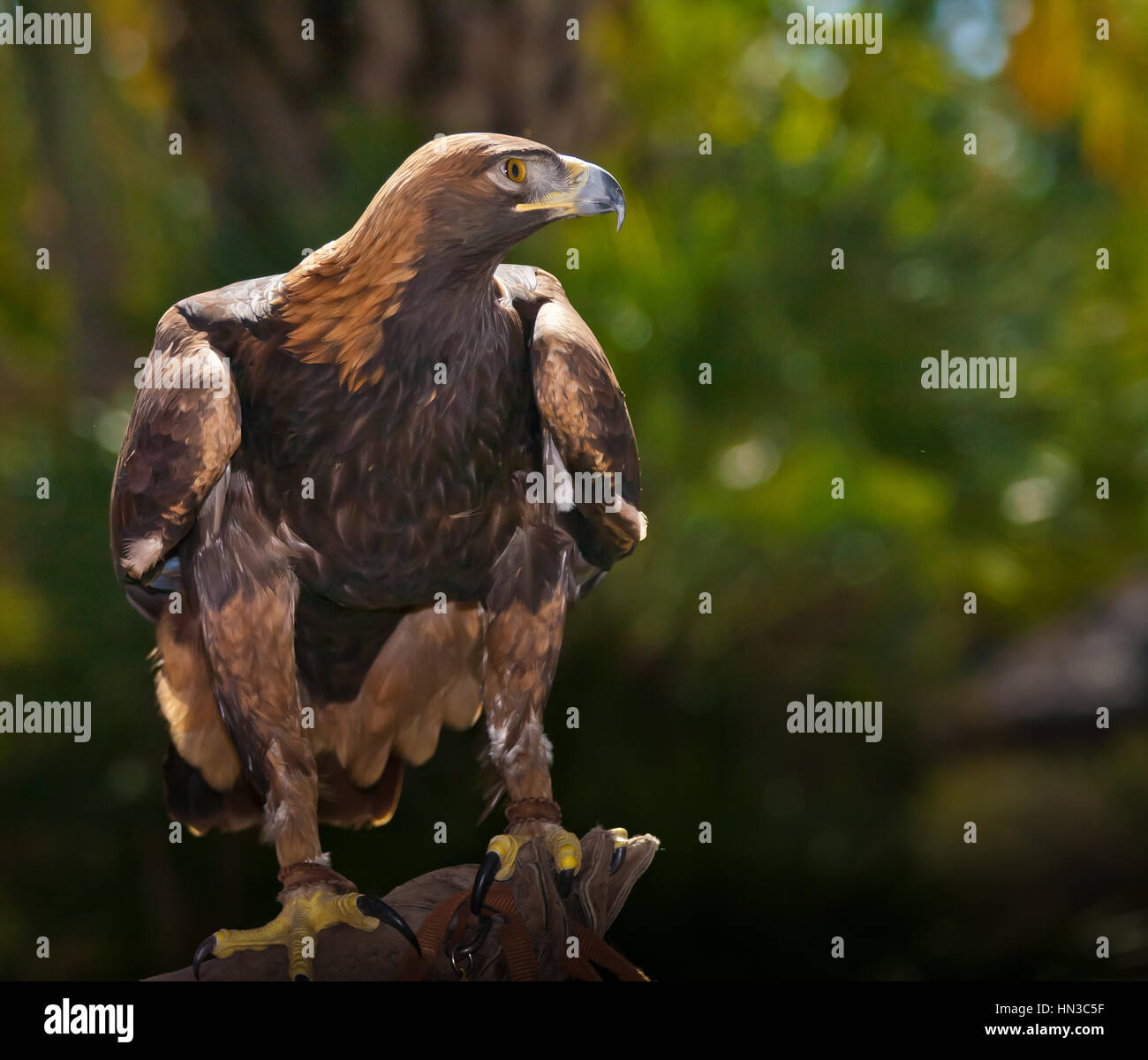 Eagle On Glove Stock Photos Eagle On Glove Stock Images