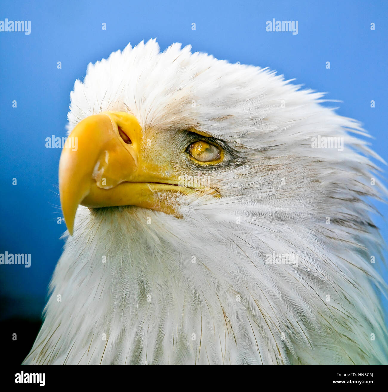 A one-eyed American Bald Eagle at a wildlife rescue unit at the top of the Mt. Roberts Tramway above Juneau, AK.  The bird is believed to have been sh Stock Photo