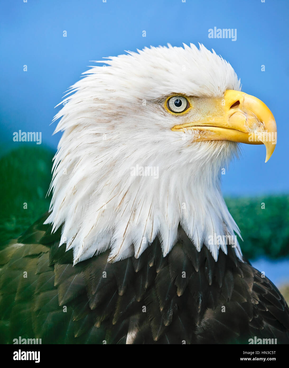 A one-eyed American Bald Eagle at a wildlife rescue unit at the top of the Mt. Roberts Tramway above Juneau, AK.  The bird is believed to have been sh Stock Photo