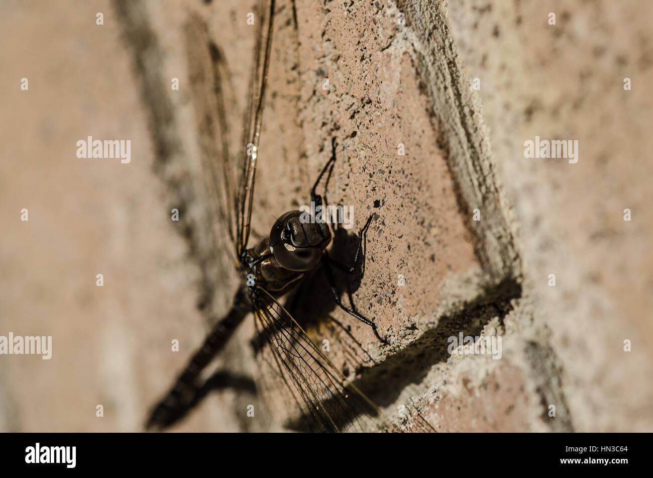 Dragonfly clinging to a red brick wall Stock Photo