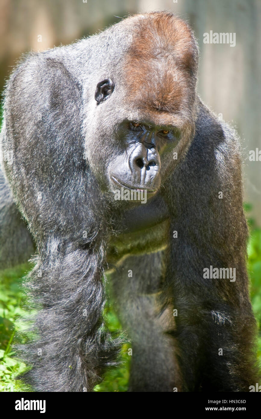 male silverback gorilla Stock Photo - Alamy