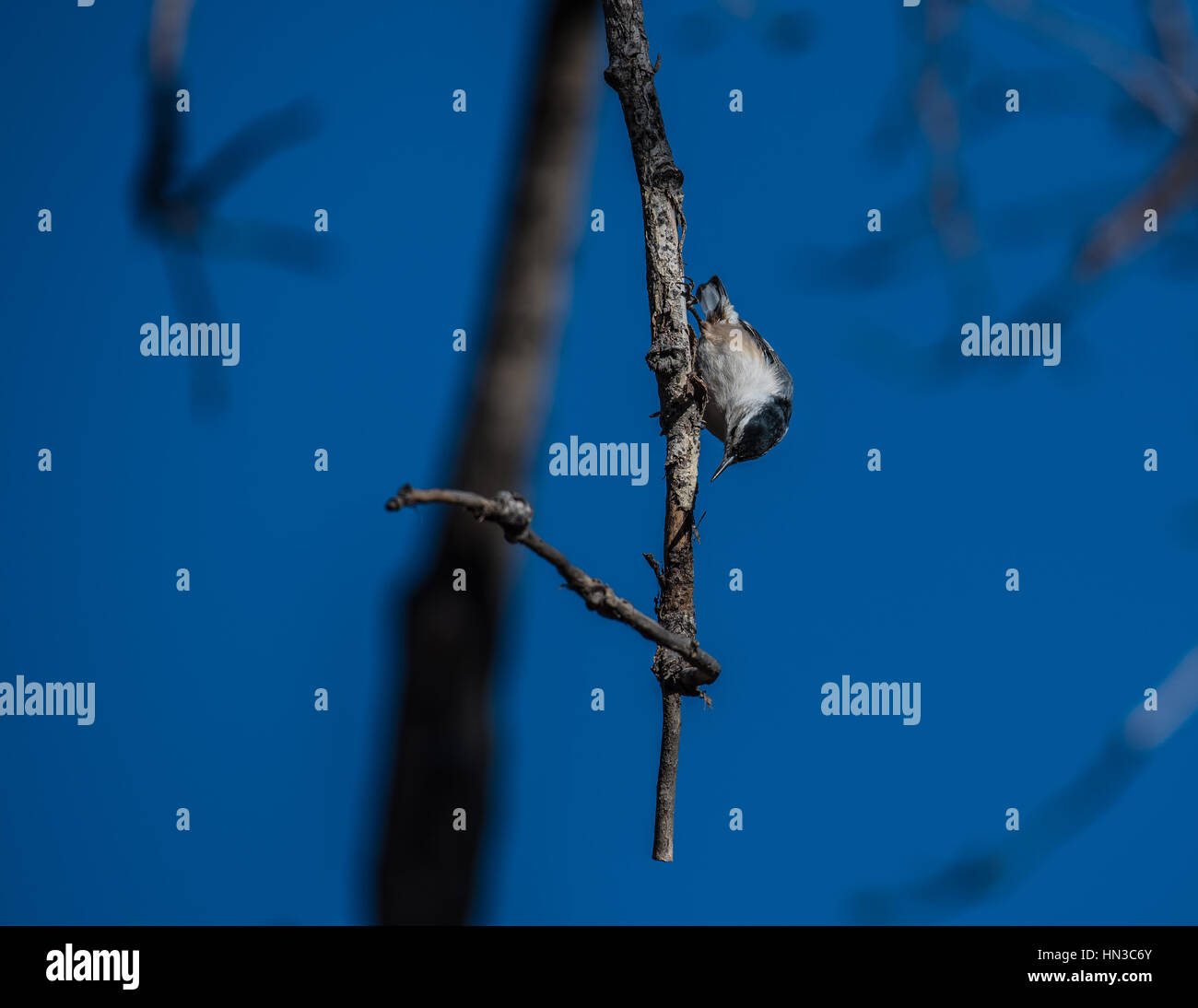 Small nuthatch clinging to a branch Stock Photo
