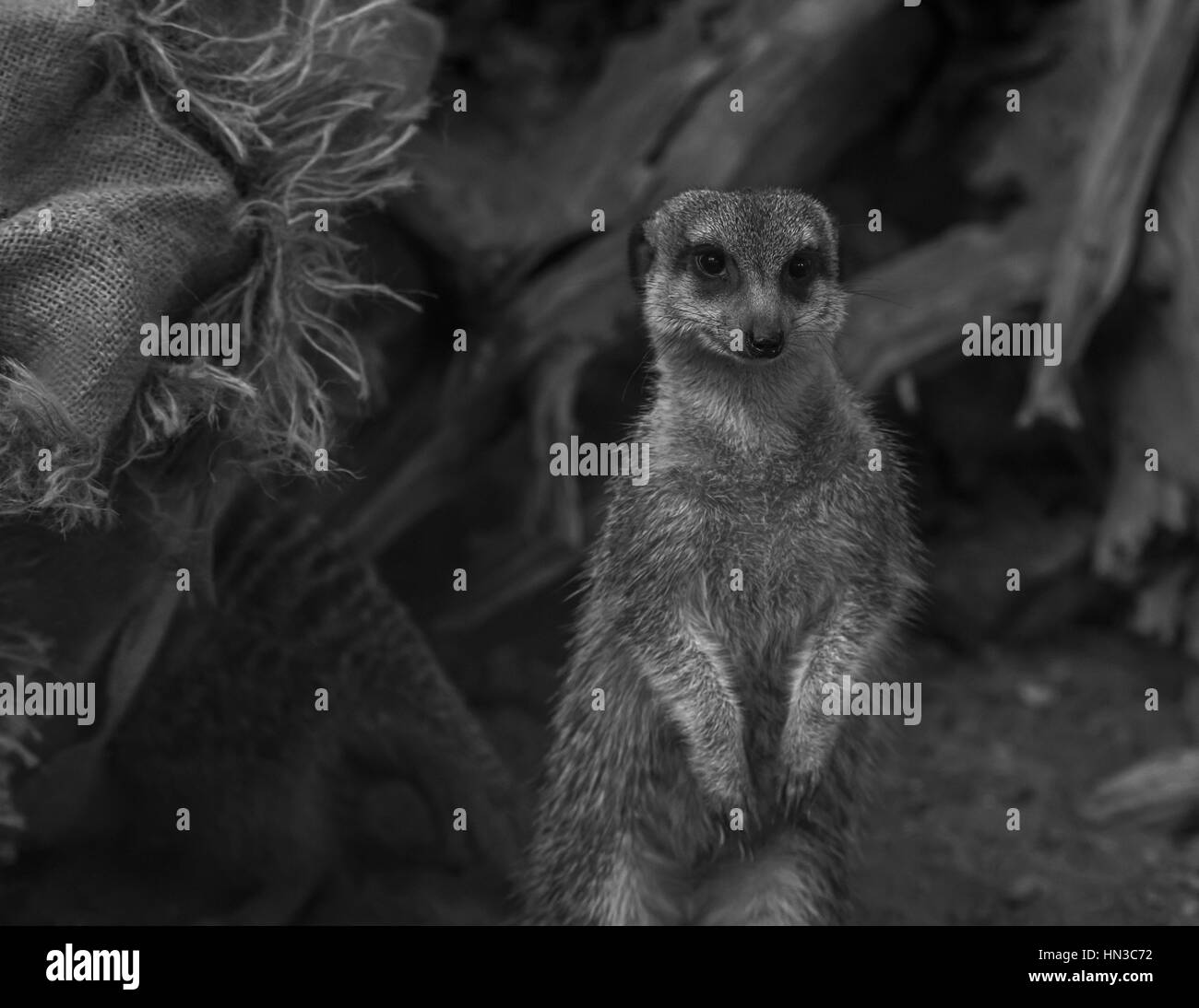 Meerkat in black and white close up Stock Photo