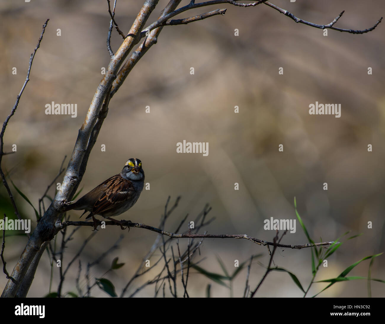 White-throated Sparrow on a branch Stock Photo