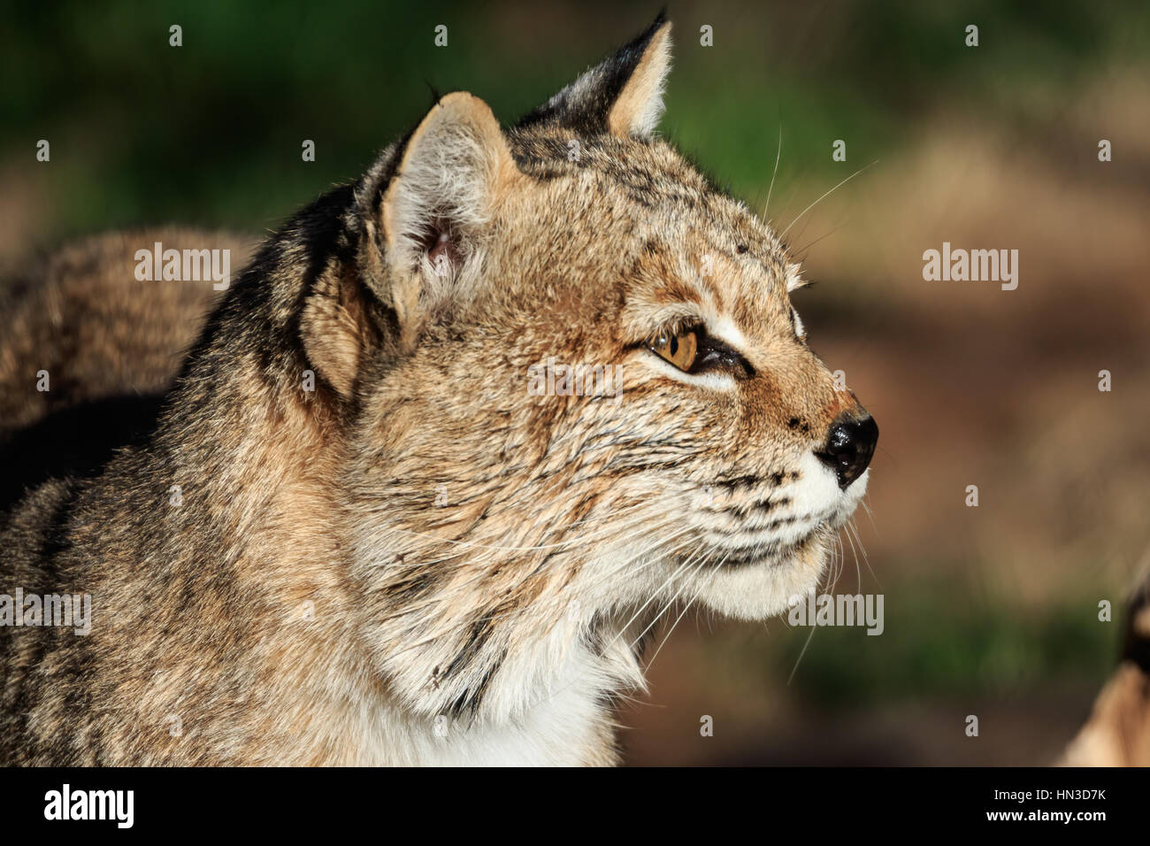 A bobcat in the Oklahoma city Zoo poses for his portrait Stock Photo