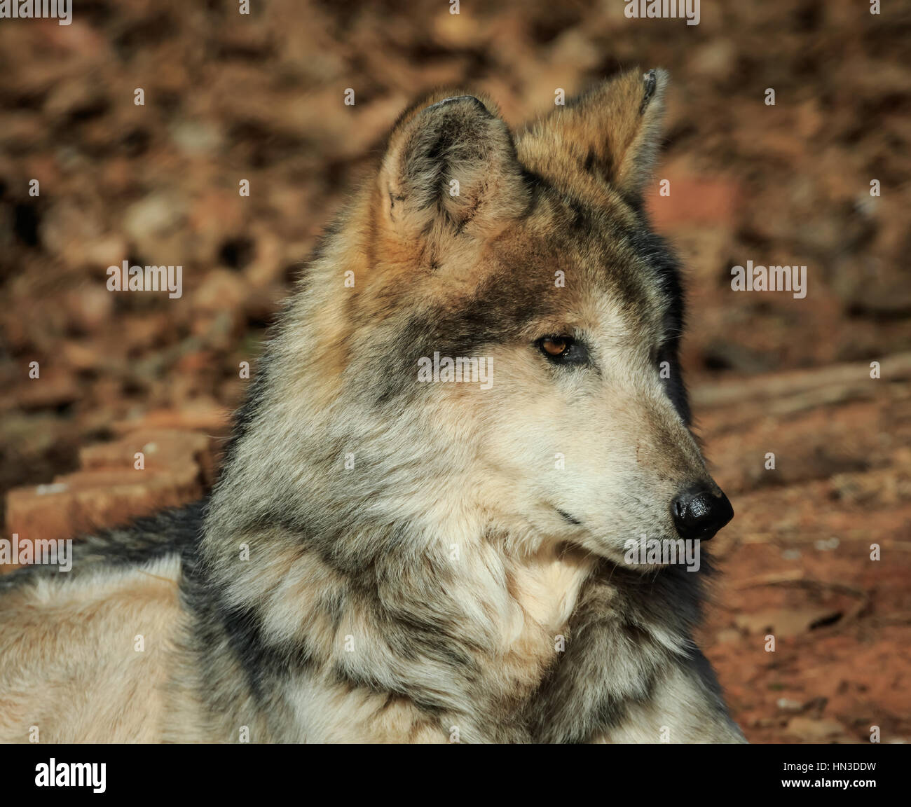 A Mexican Grey Wolf from the Oklahoma City zoo Stock Photo 133456789 Alamy