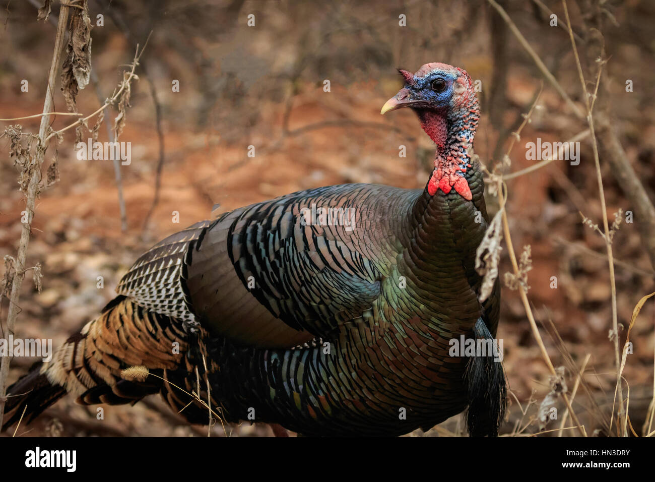 A Southwestern American Wild Turkey found on an Oklahoma country roadside Stock Photo Alamy