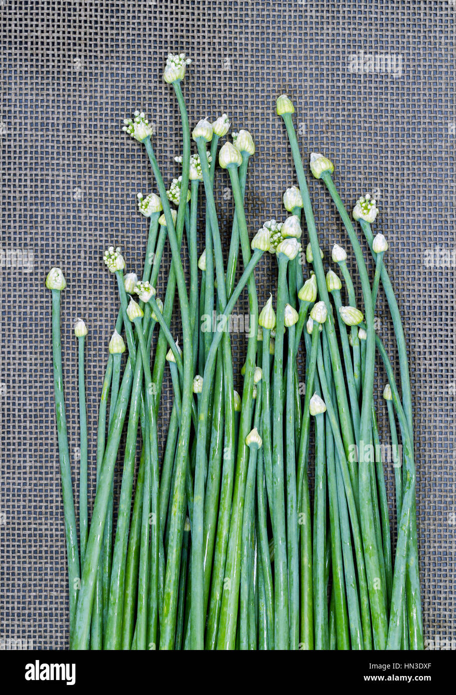 Green onion flower best sale