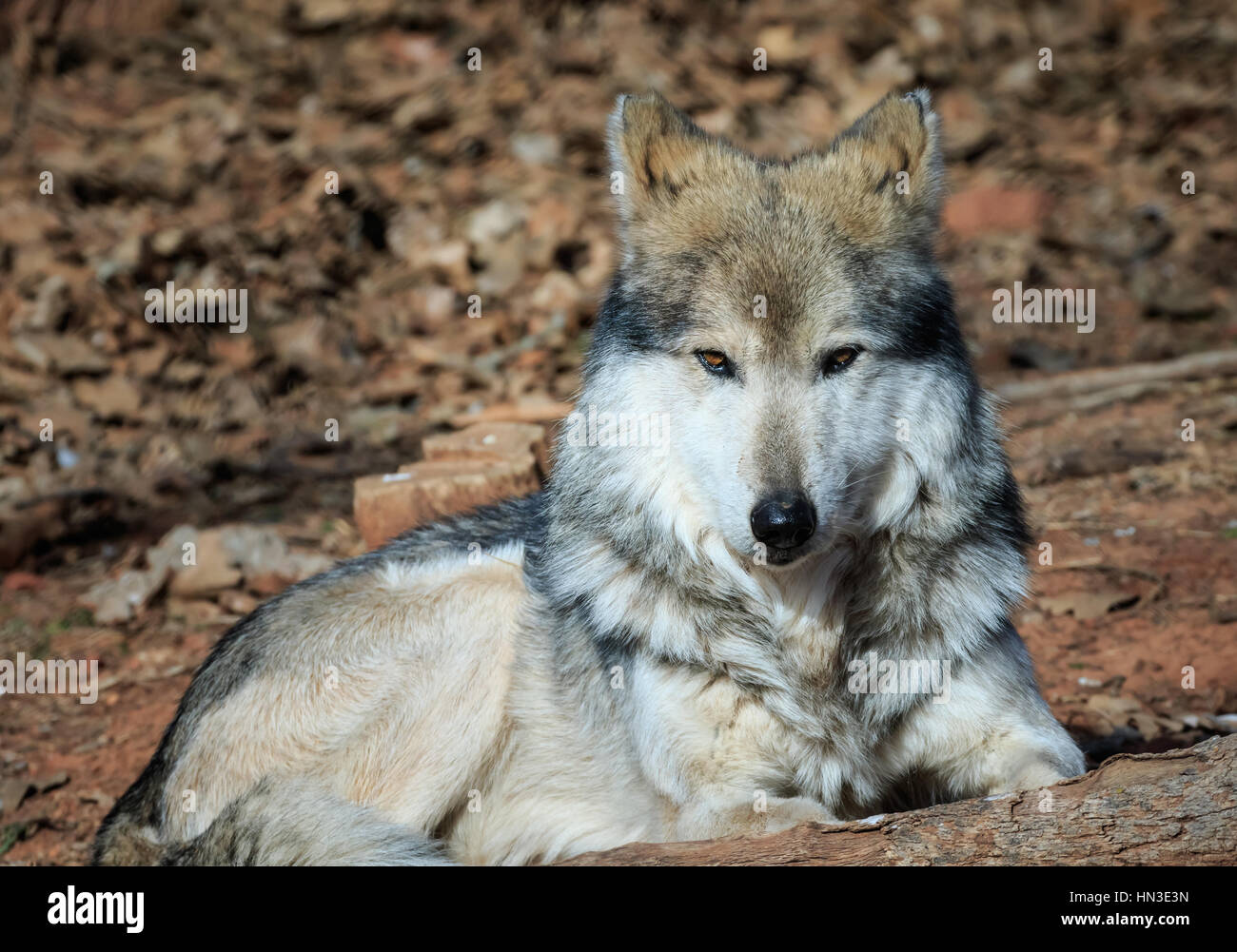 A Mexican Grey Wolf from the Oklahoma City zoo Stock Photo Alamy