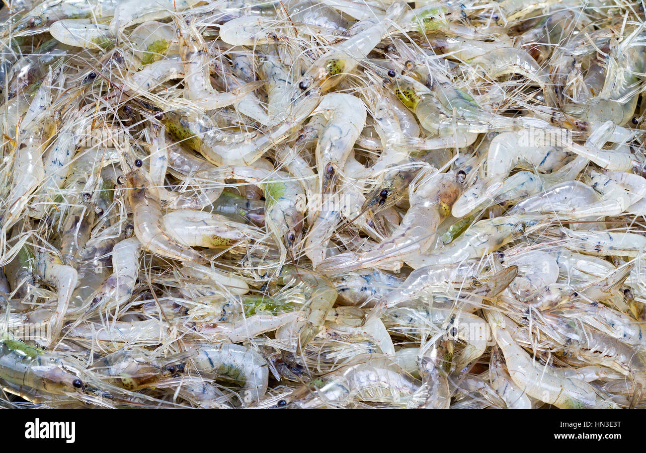 Tiny Shellfish pile of tiny freshwater shrimp - Penaeopsis avirostris Stock Photo - Alamy