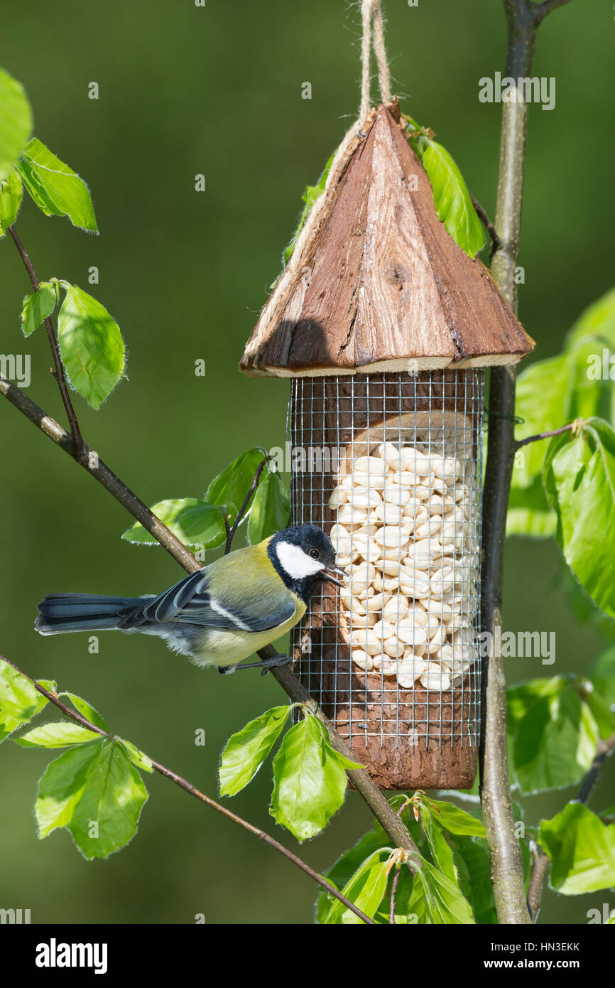 Kohlmeise, Erdnussspender, Erdnuß, Erdnüsse, Erdnuss, Futtersilo, Vogelfutter, KohlMeise, Meise