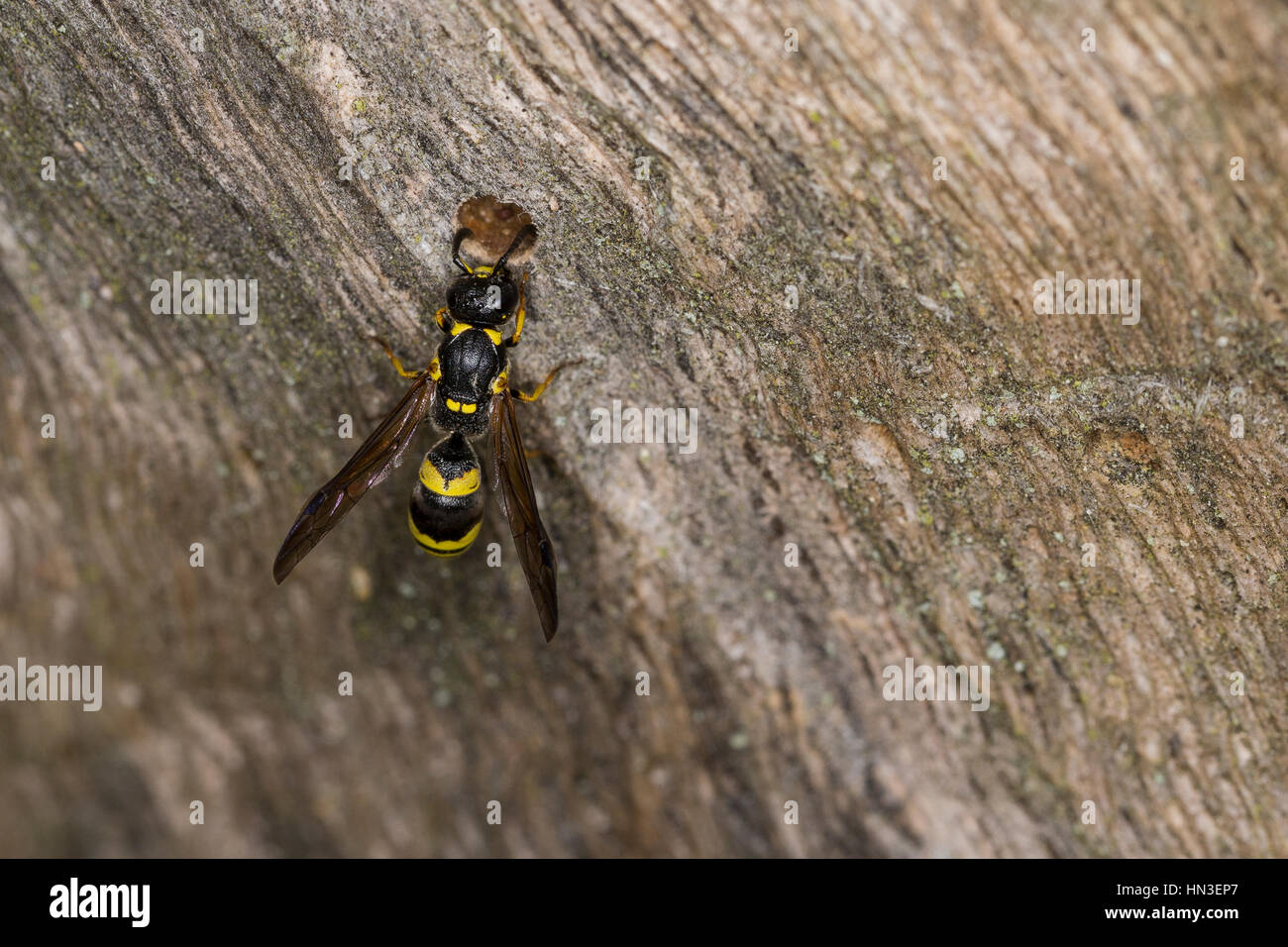 Lehmwespe, Symmorphus cf. gracilis, Vespidae, Eumeninae, Lehmwespen Stock Photo