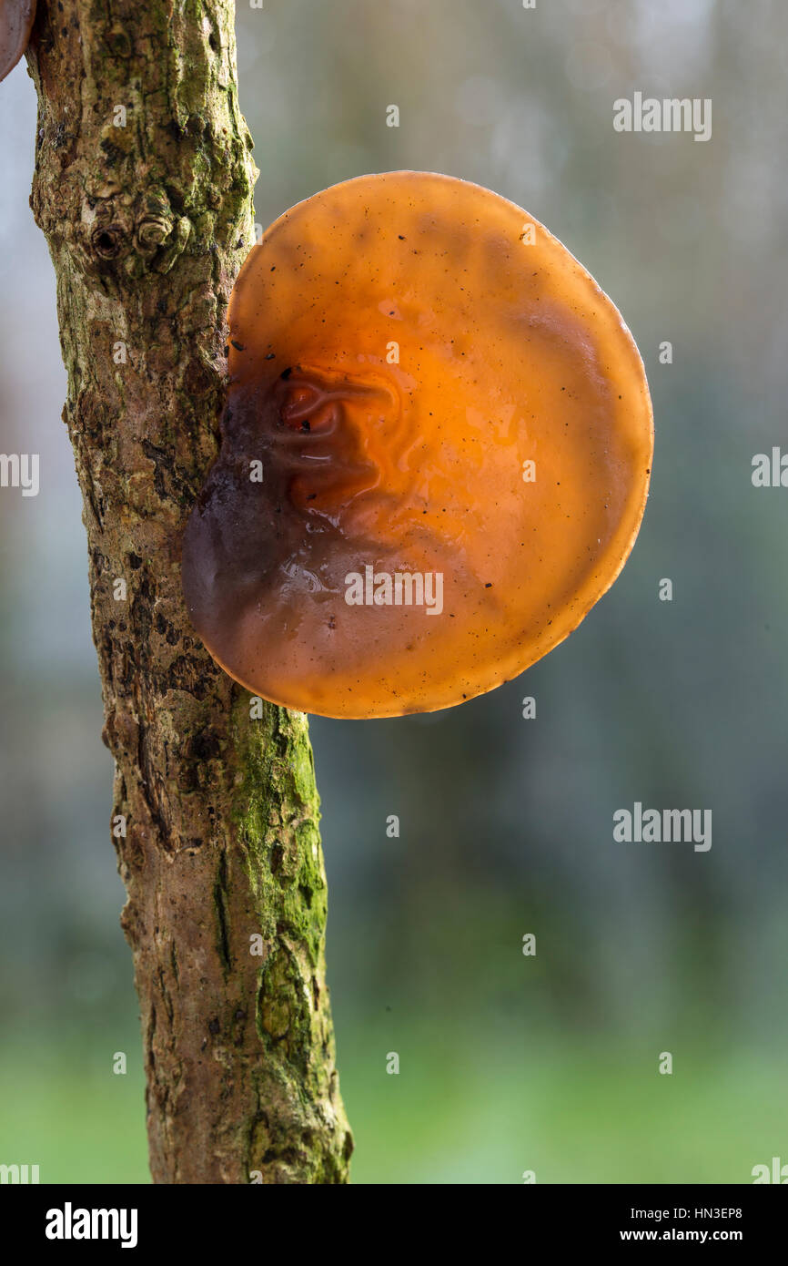Jelly Ear, or Jew's Ear, Fungus, Auricula auricula-judae, on Elder.  Monmouthshire Stock Photo