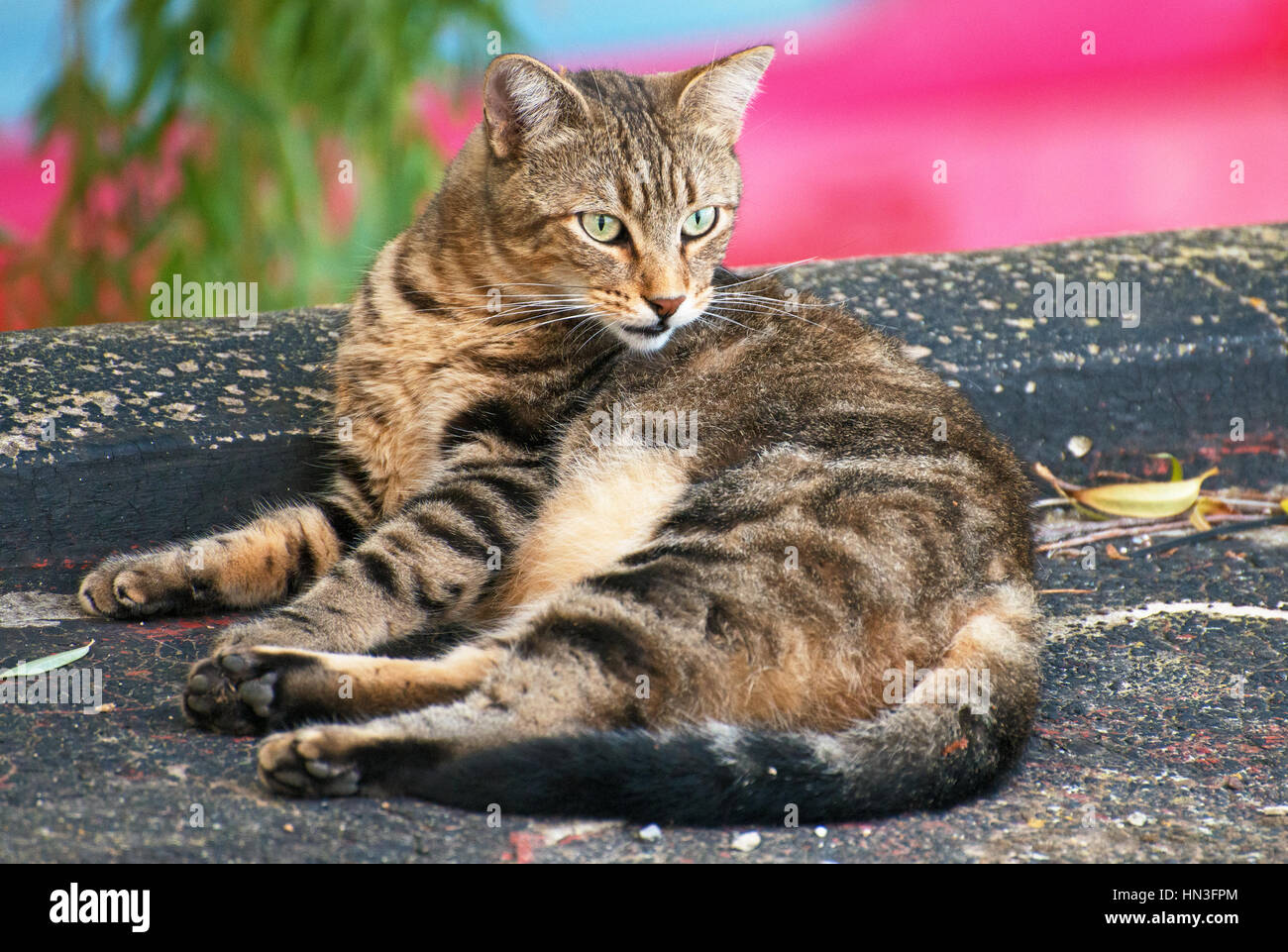 Portrait of dirty stray feral cat outdoors Stock Photo Alamy