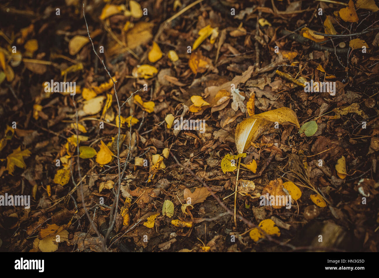 autumn leaves yellow and green on the ground in the forest Stock Photo ...