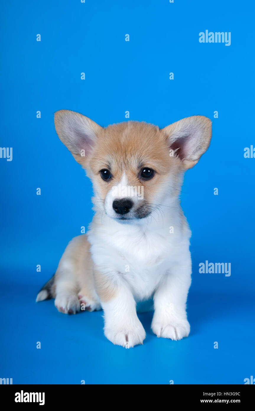 Two month Pembroke Welsh Corgi purebred puppy on blue background