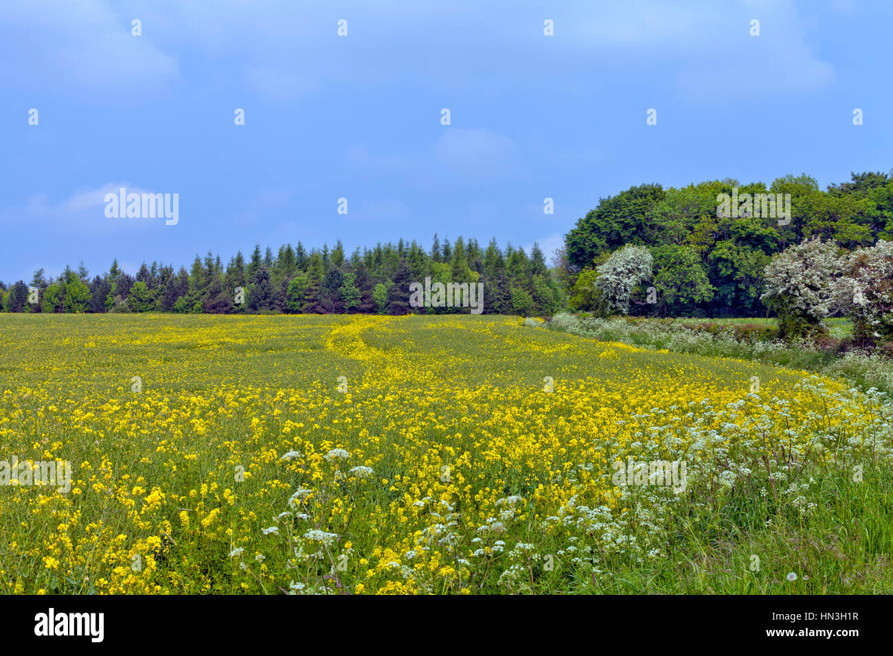 Yellow flowering rapeseed field mixed with wildflowers on the edge of a forest in an English countryside, on a summer sunny day Stock Photo