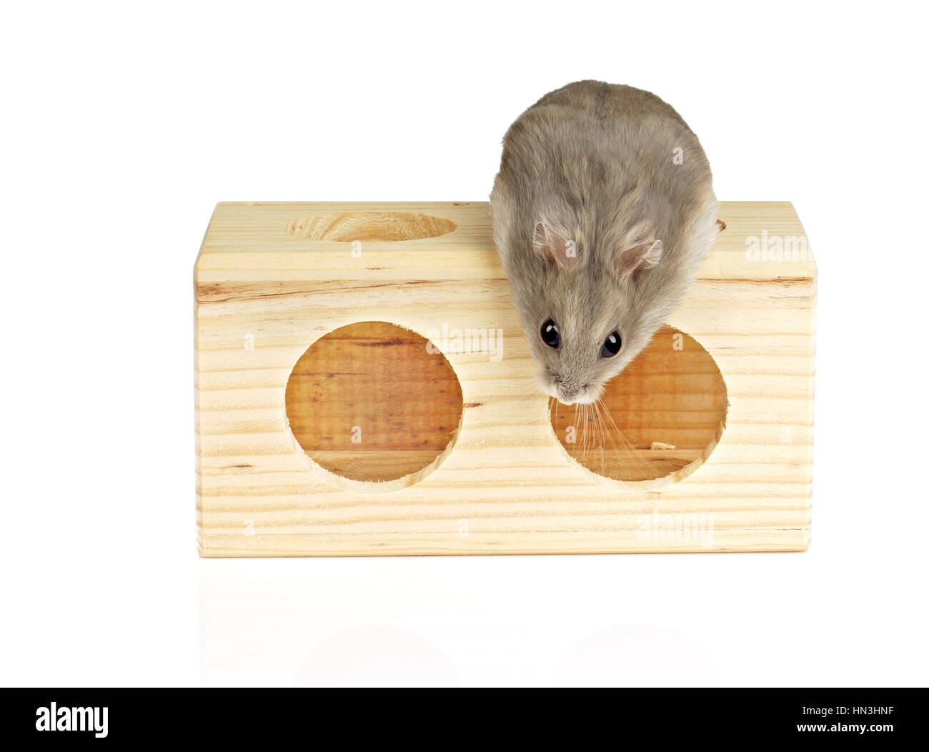 Dwarf Winter White Pet Hamster Sat on Wooden Block Isolated on White Bcakground Stock Photo