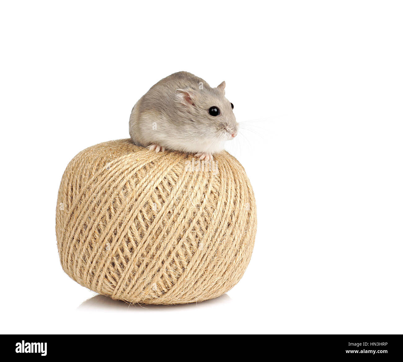 Dwarf Winter White Pet Hamster Sat on Ball of String on White Background Stock Photo