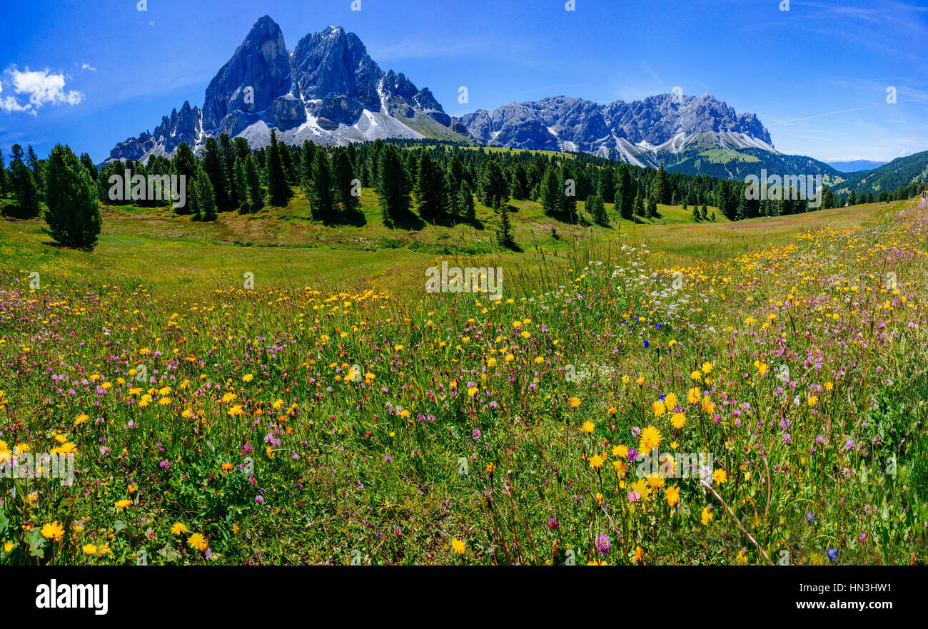 meadow of wildflowers in the mountains Stock Photo - Alamy