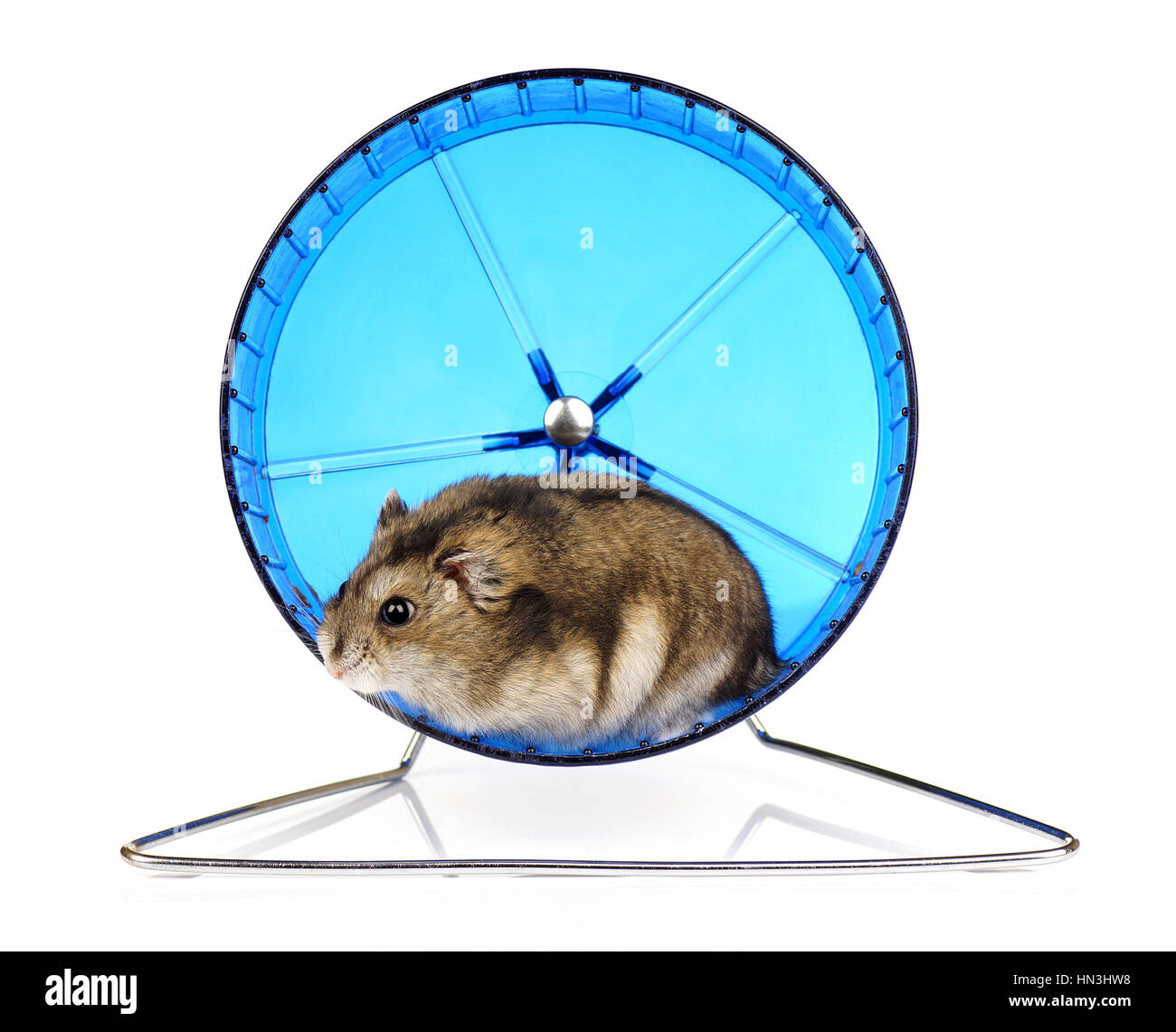 Dwarf Winter White Pet Hamster in Blue Exercise Wheel on White Background Stock Photo