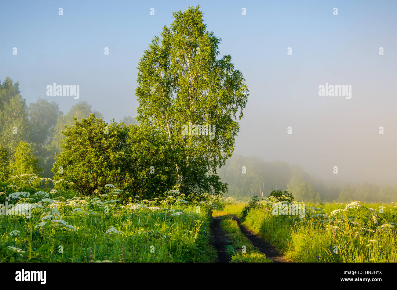 Dark forest path russia hi-res stock photography and images - Alamy