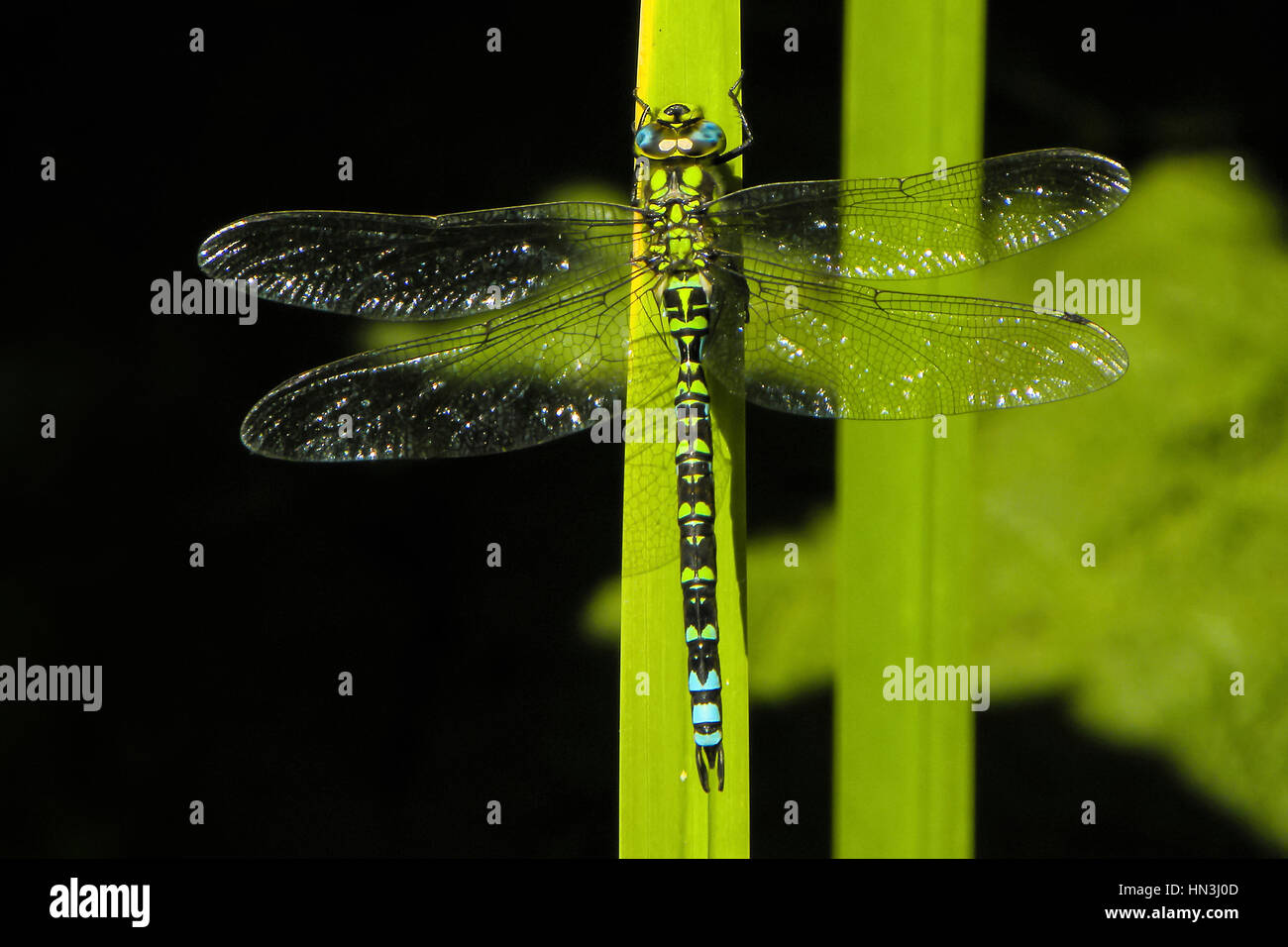 Southern Hawker dragonfly, Aeschna cyanea, resting on a green leaf with wings extended Stock Photo