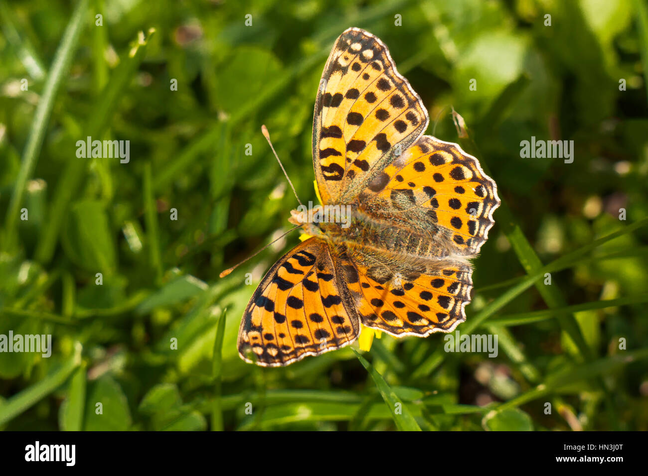 Queen of Spain Fritillary butterfly, Issoria lathonia, sitting on a blade of grass with wings open Stock Photo