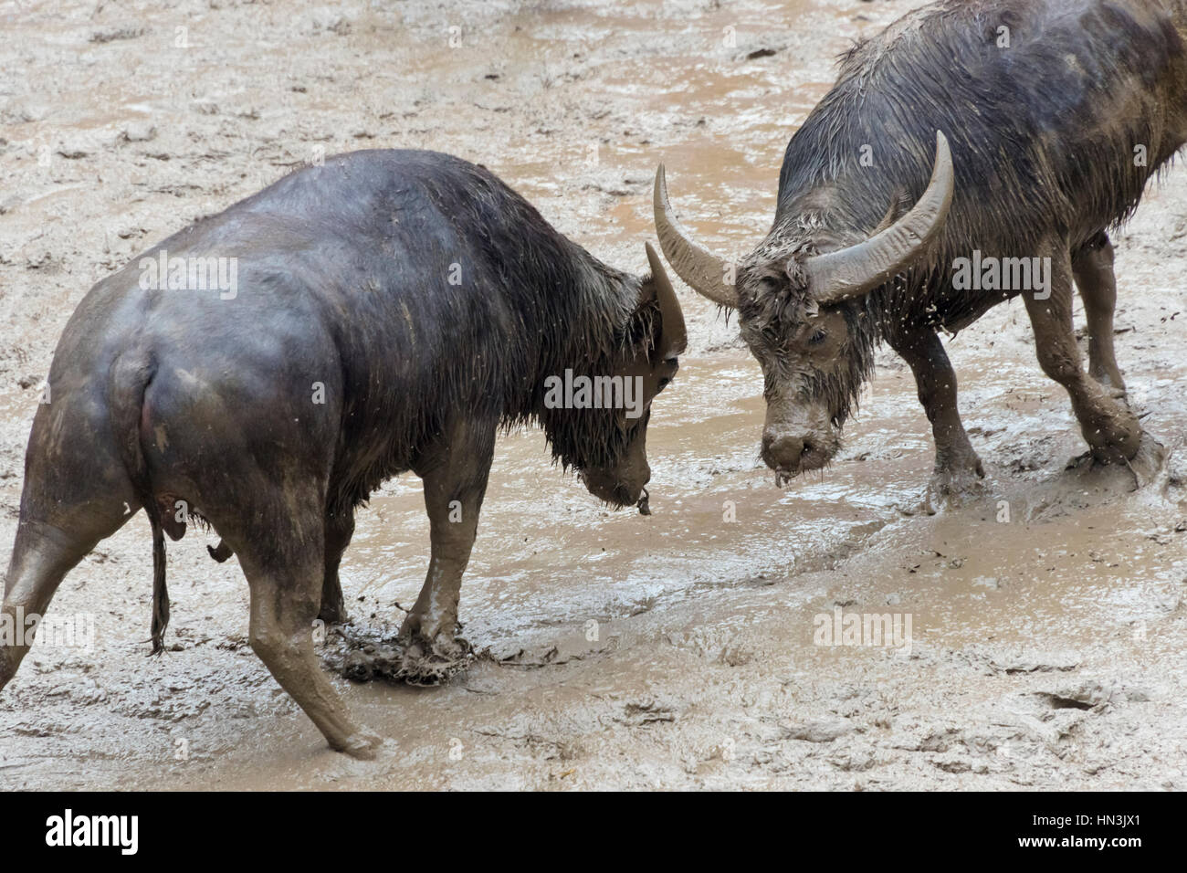 Bull fight celebrating Lunar March 3 Singing Festival, Sanjiang, Guangxi Province, China Stock Photo