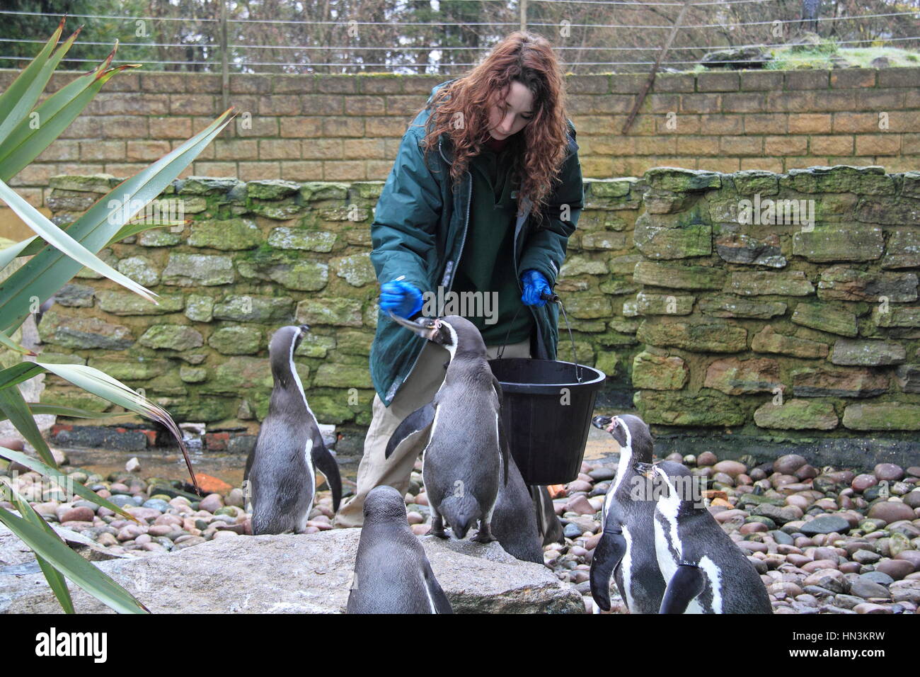 Feeding Humboldt Penguins Spheniscus Humboldti Birdworld Holt Pound feeding-humboldt-penguins-spheniscus-humboldti-birdworld-holt-pound
