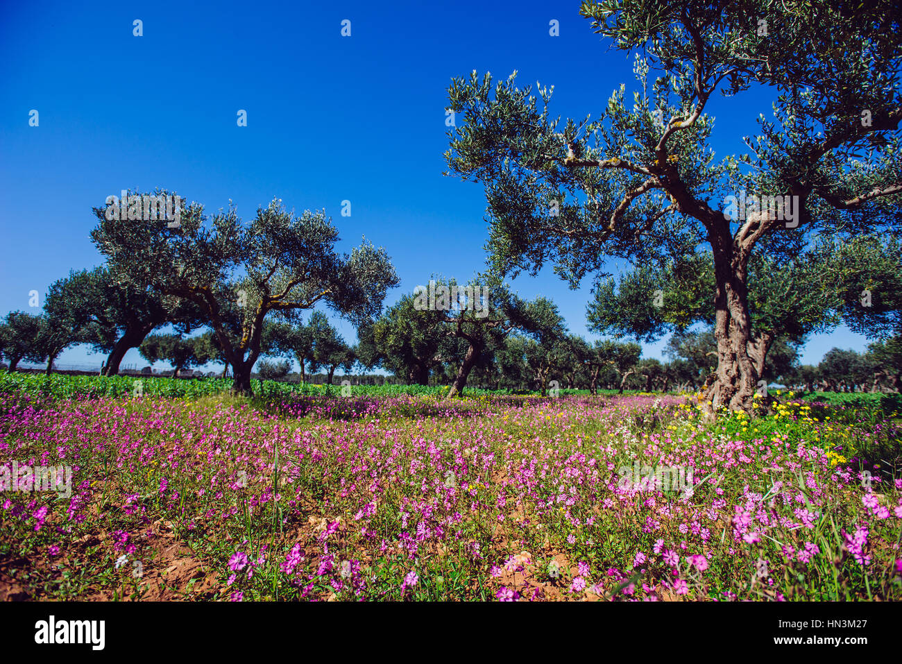 Spring pink flowers Stock Photo - Alamy