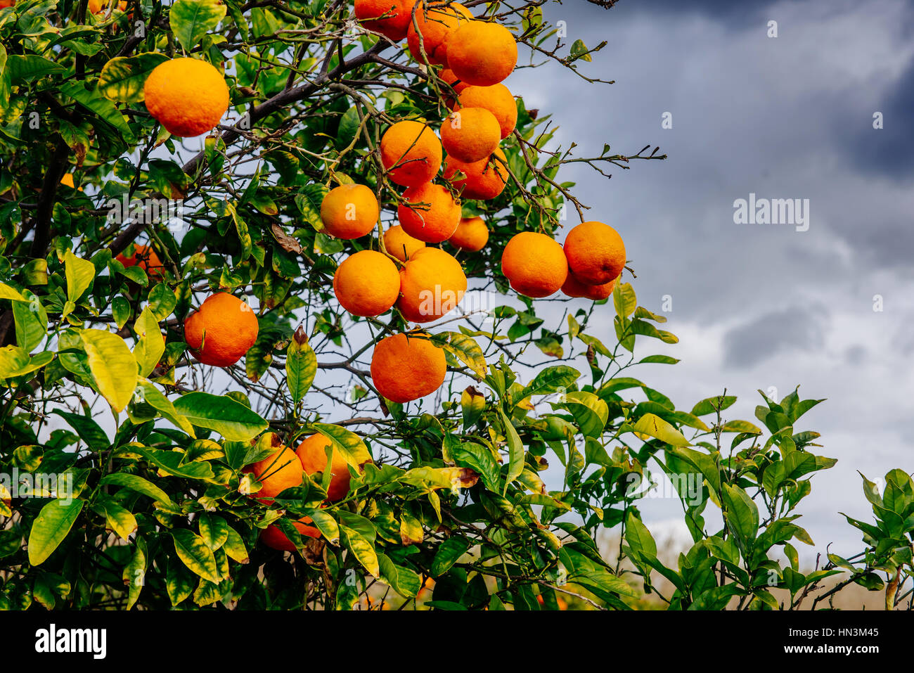 orange trees plantations Stock Photo Alamy