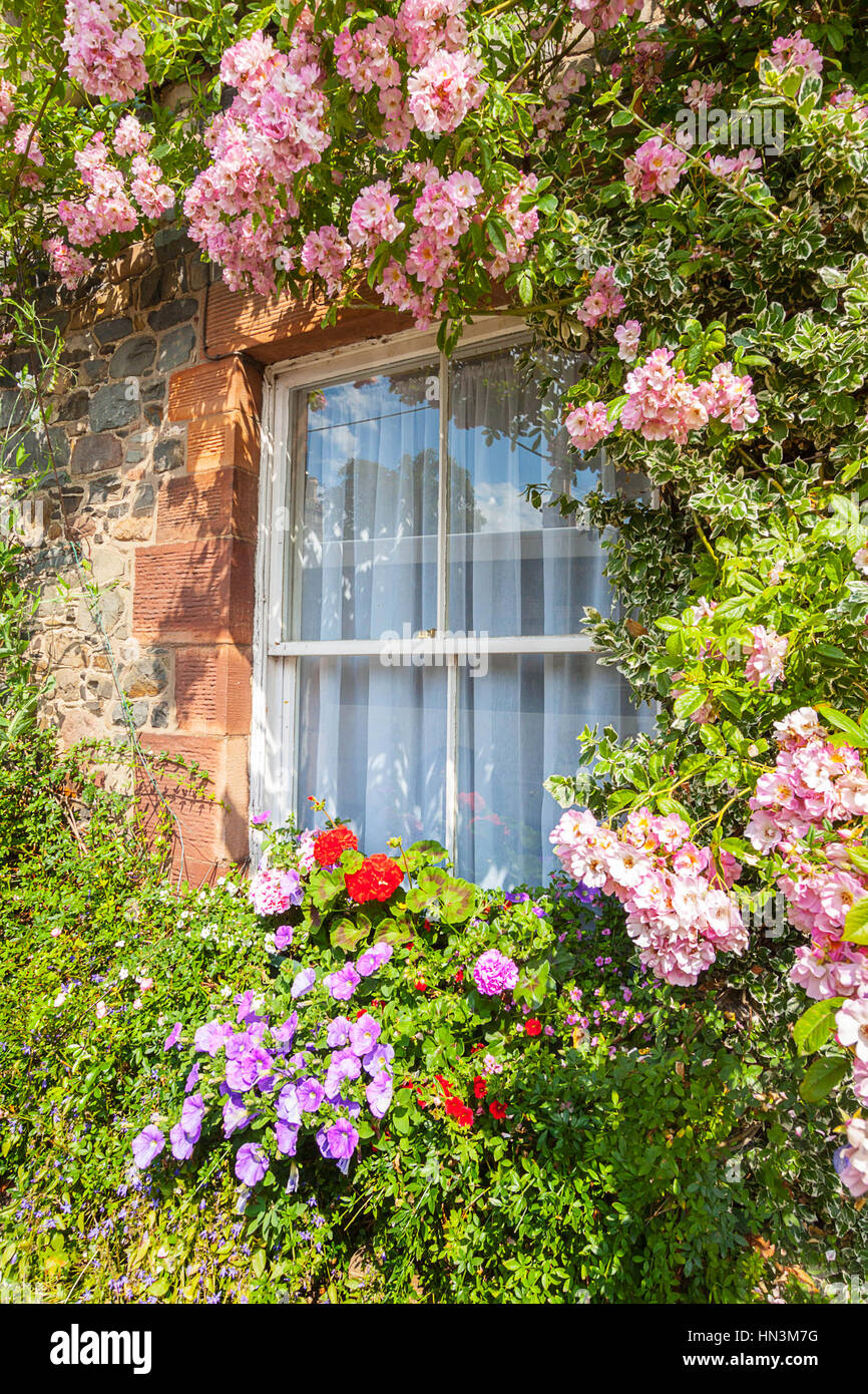 Old cottage with pink climbing roses around the windows, exceptionally  beautiful decoration Stock Photo - Alamy