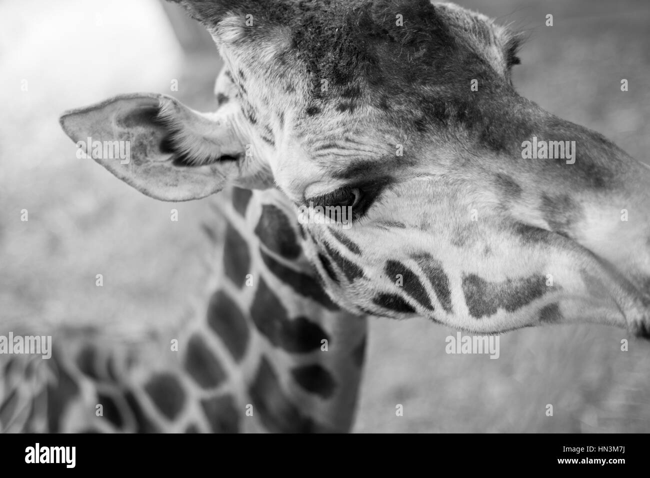 A portrait of a Giraffe Stock Photo