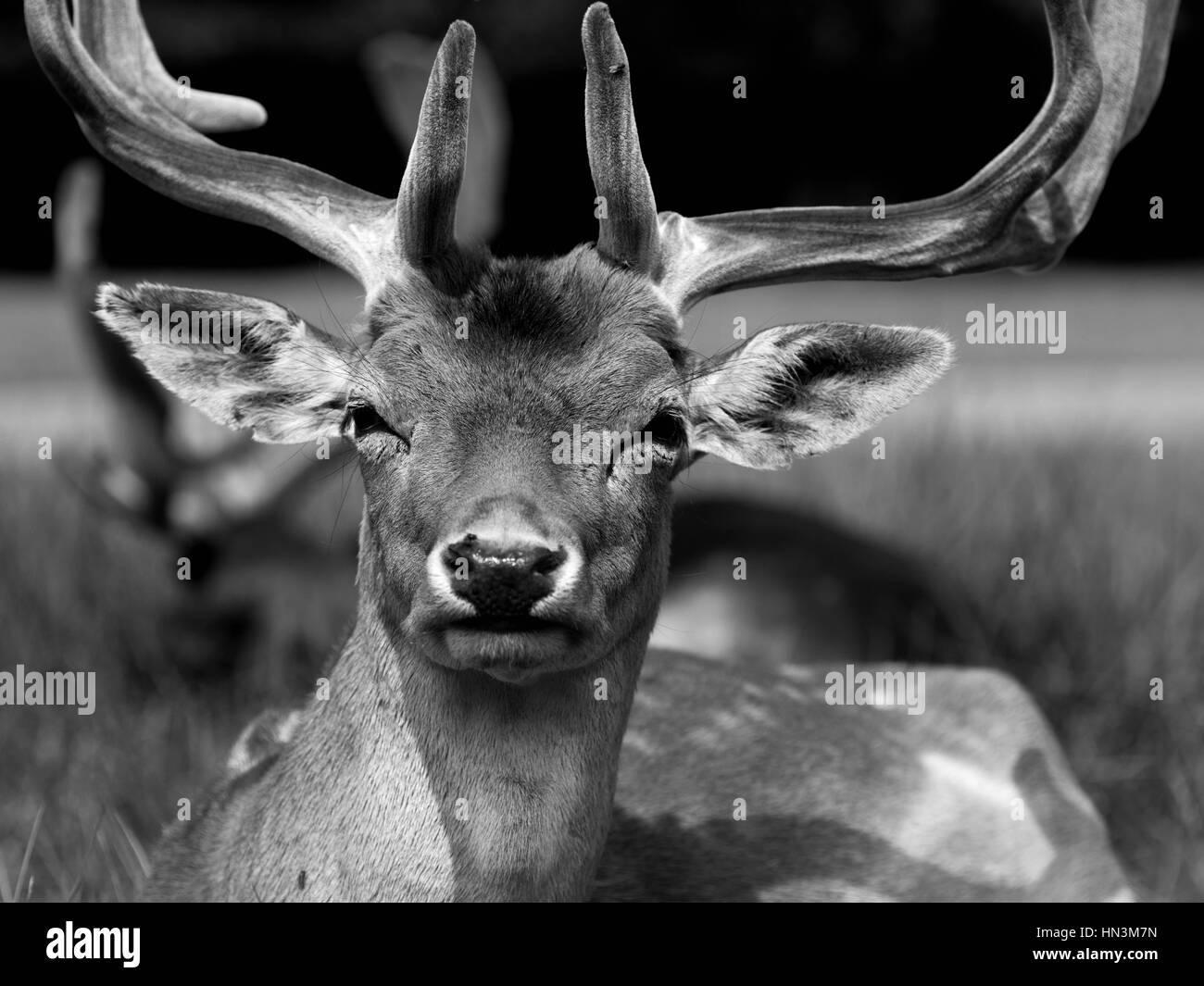 female deer with antlers