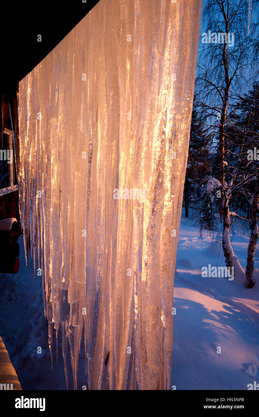 long iceicles hanging down over fur trees covered in snow, pink glow from the low sun, deep slow on the ground Stock Photo