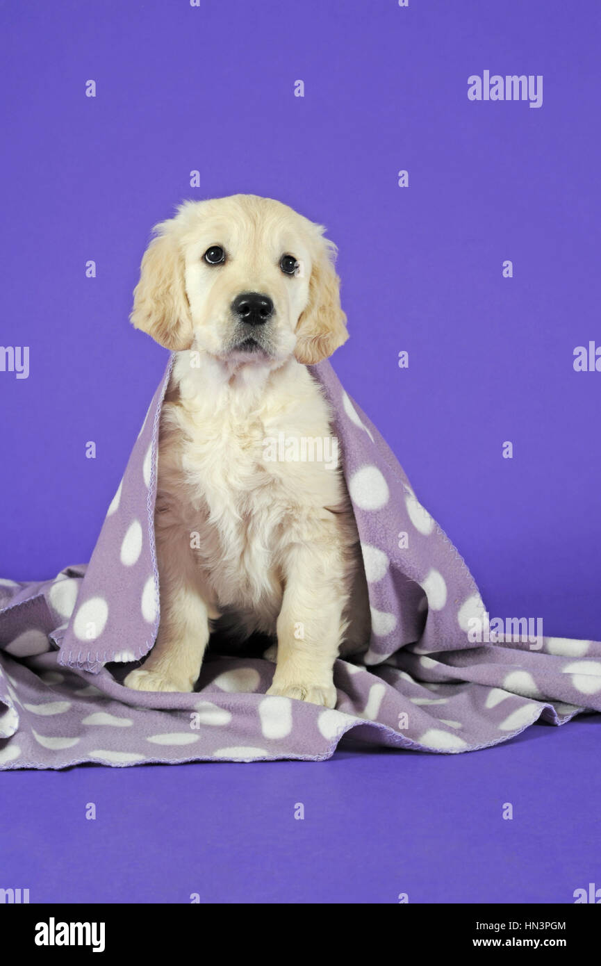 Golden Retriever, puppy, sitting under polka-dotted blanket Stock Photo