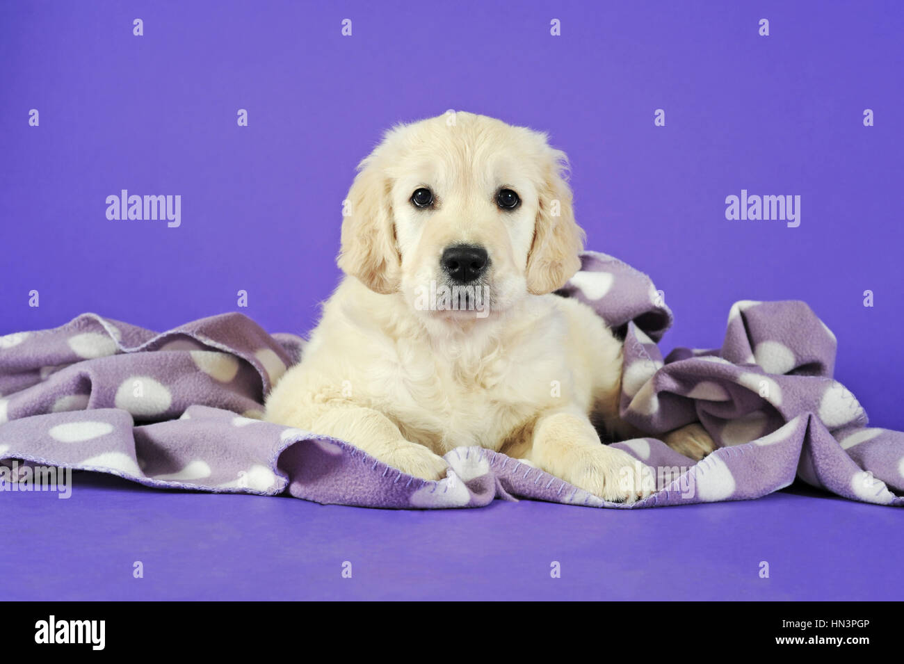 Golden Retriever Puppy lying under polka-dotted blanket Stock Photo