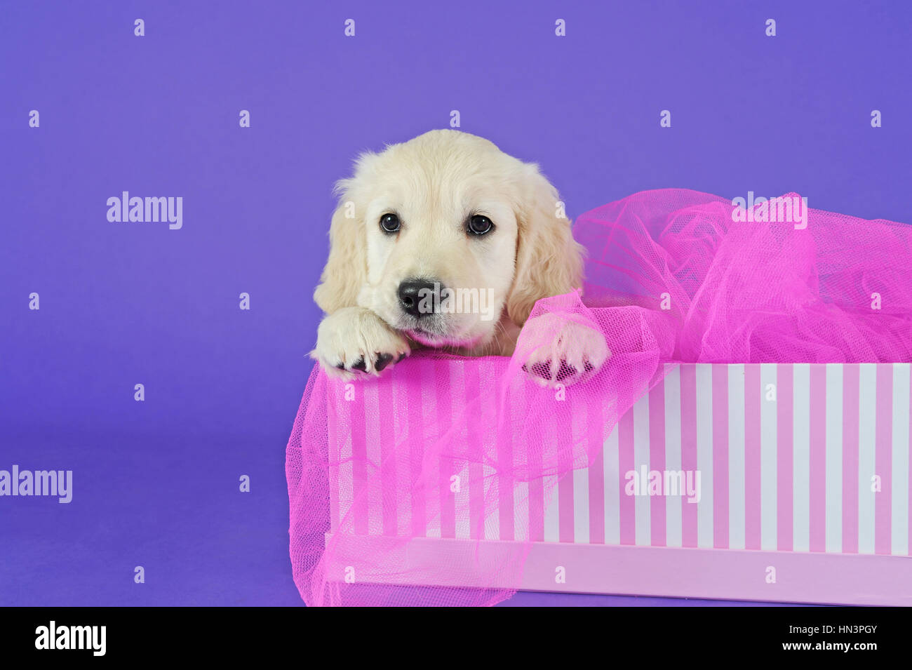 Golden Retriever Puppy lying in pink striped box Stock Photo - Alamy