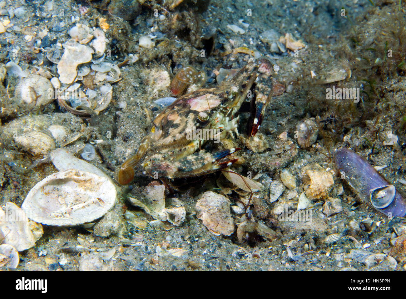 A Camouflaged blotched swimming crab, Portunus spinimanus, on sea floor. Stock Photo