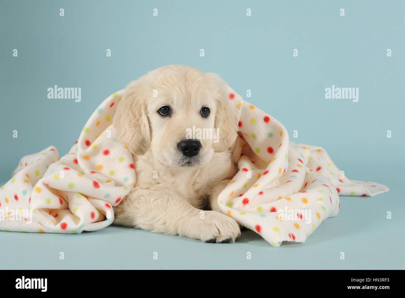 Golden Retriever Puppy lying with polka-dotted blanket Stock Photo