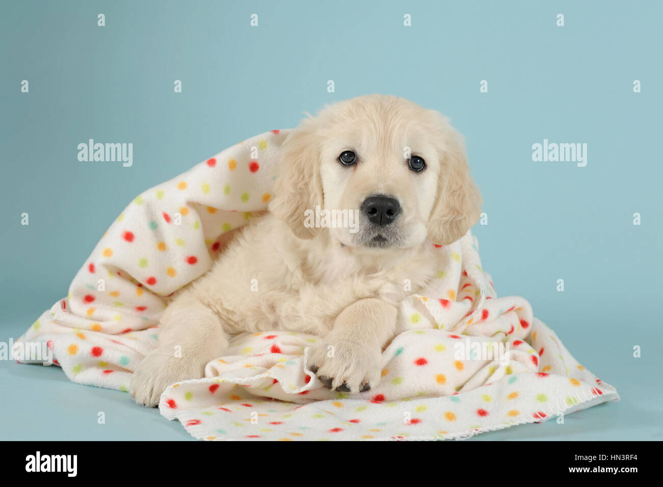 Golden Retriever, puppy lying with polka-dotted blanket Stock Photo
