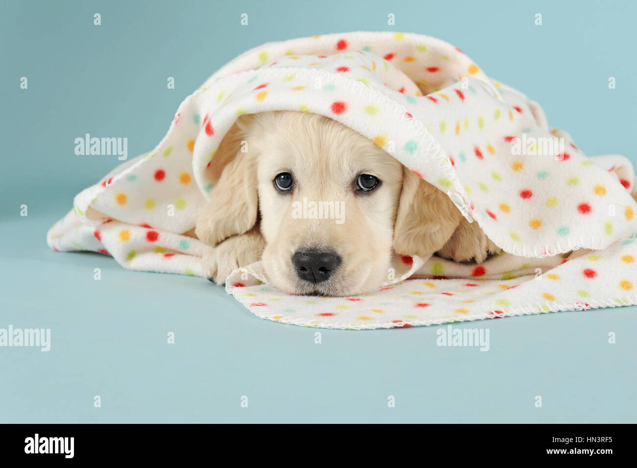 Golden Retriever Puppy lying with polka-dotted blanket Stock Photo