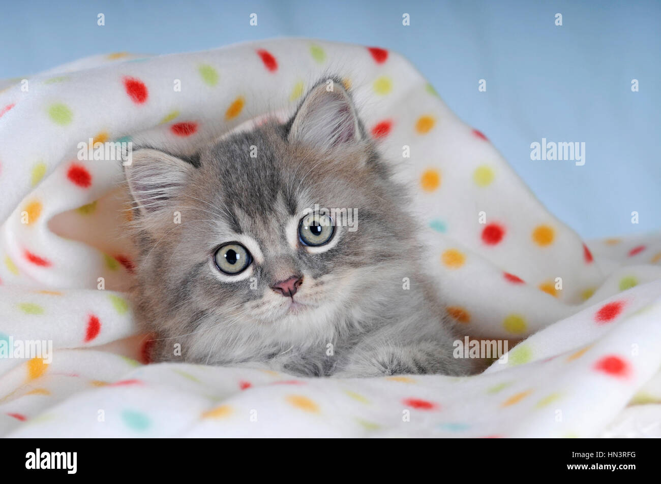 Persian Cat Hi Res Stock Photography And Images Alamy