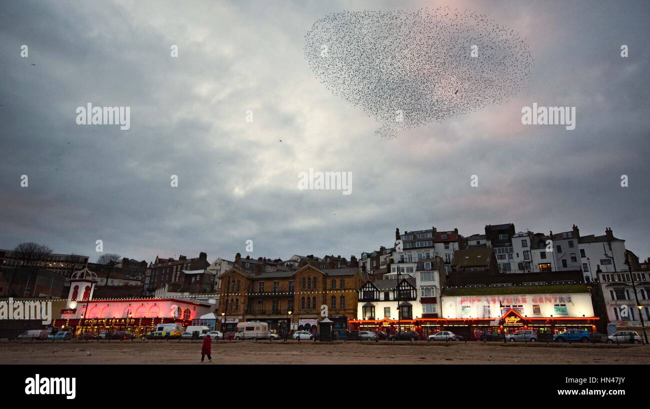 Scarborough, UK. 8th February 2017. A starling murmuration over the town and seafront of the South beach in Scarborough. Every night residents and visitors enjoy the nature spectical. Credit: Richard Smith/Alamy Live News Stock Photo