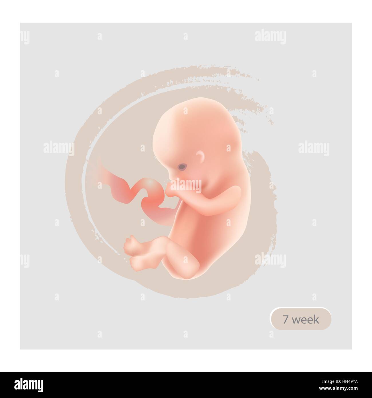 Fetus Stage Illustration. Fetal icon. Seven week embryo. Pregnancy stage vector Stock Vector