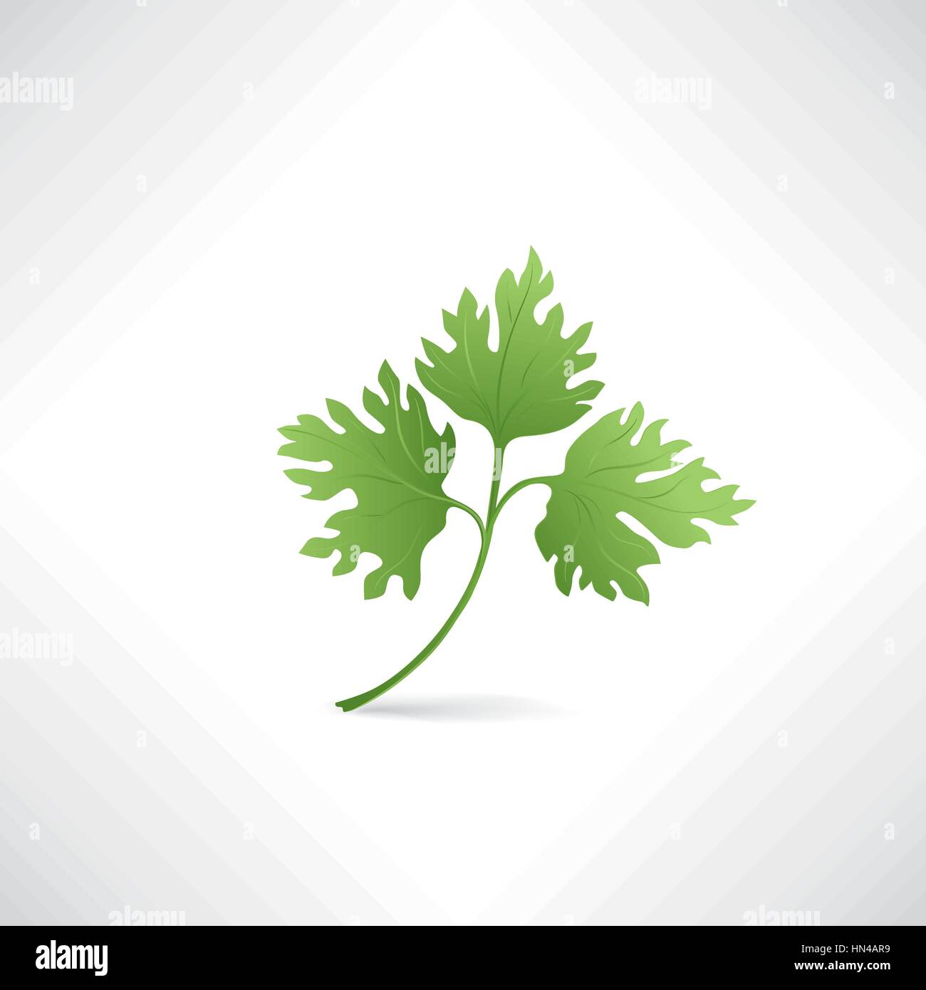 Fresh green parsley vector illustration Salad healthy food icon Stock ...