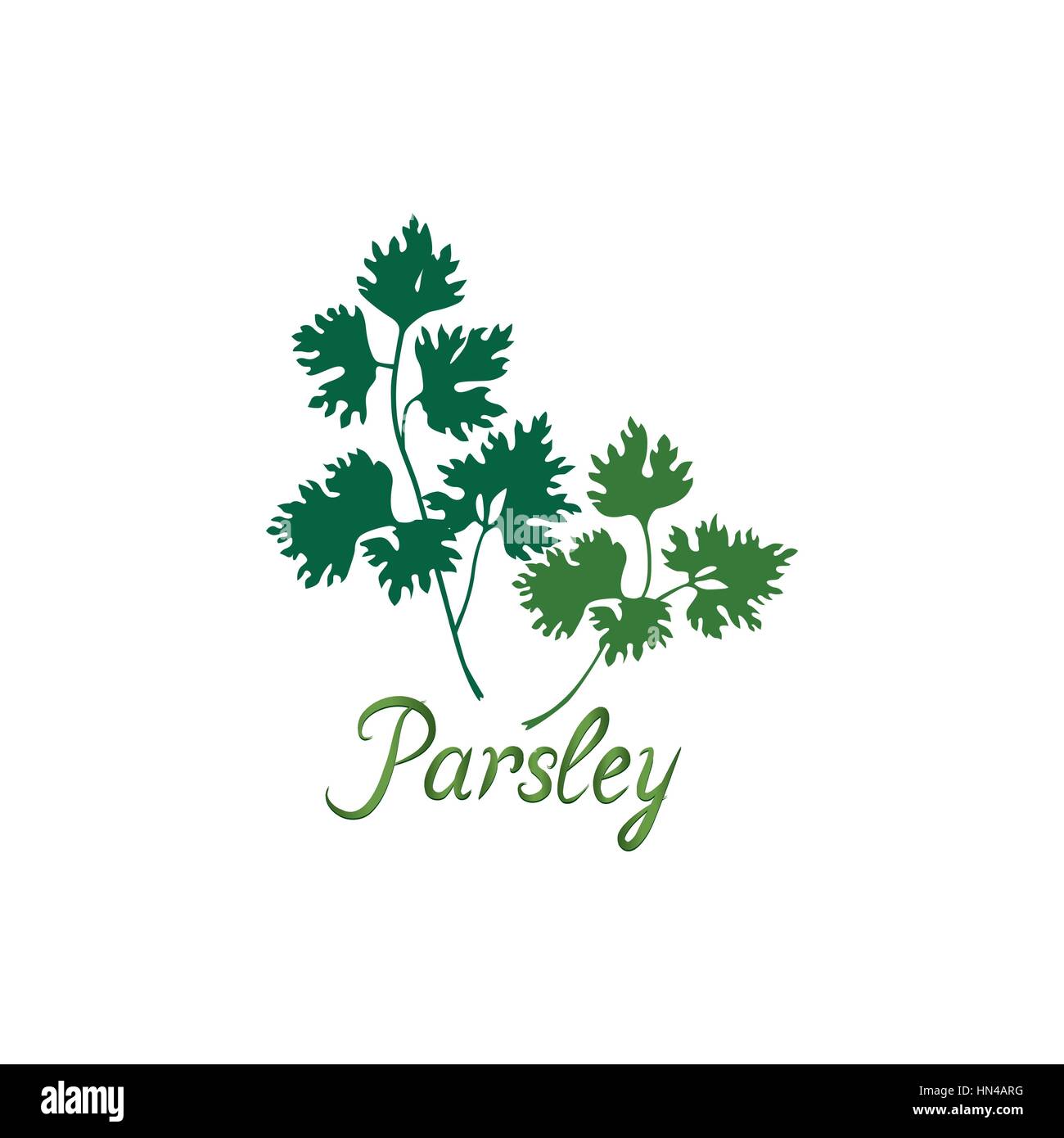 Fresh green parsley vector illustration Salad healthy food icon Stock ...